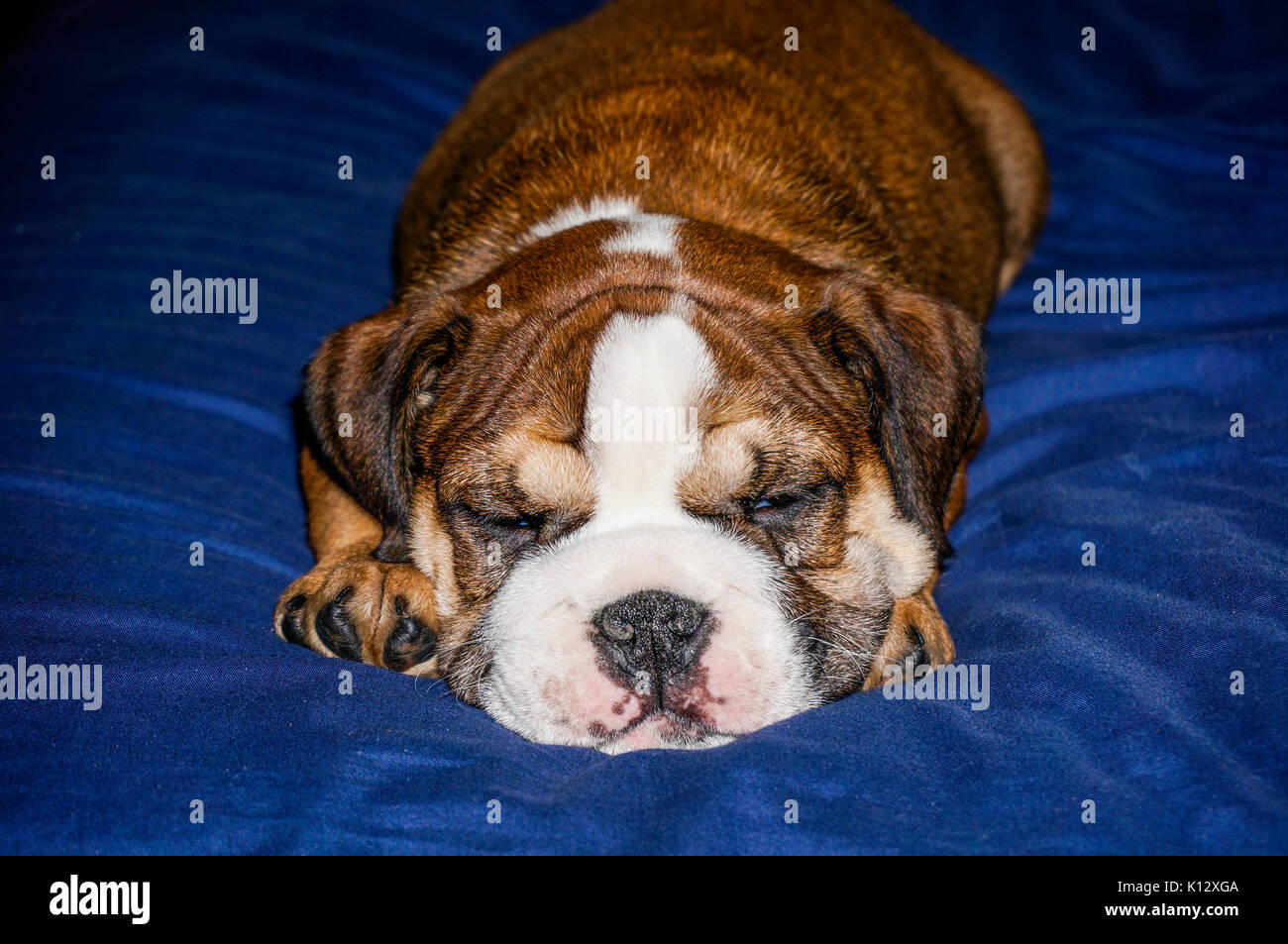 Un beau rouge, Français / British Bulldog chiot mâle avec un masque blanc, endormi sur une couverture bleue. Banque D'Images