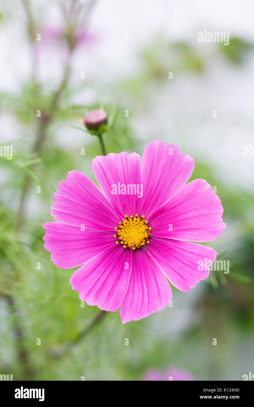 Cosmos bipinnatus fleurs en été. Banque D'Images