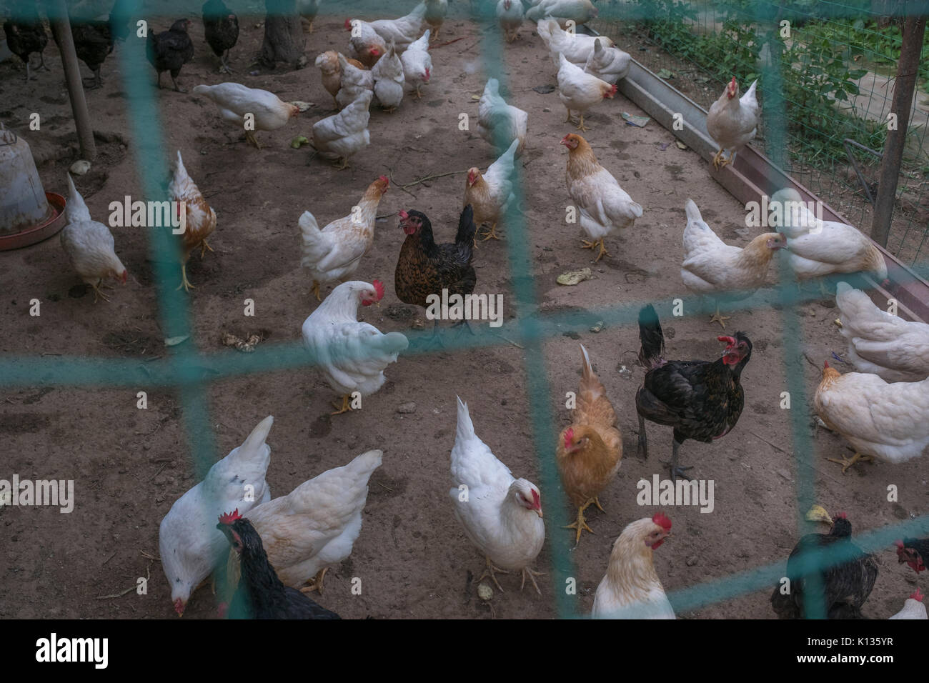 Une petite ferme d'élevage de poulets traditionnels pour des clients spéciaux qui s'occupent de la sécurité alimentaire dans le district de Huairou, Beijing, Chine. 24-Aug-2017 Banque D'Images