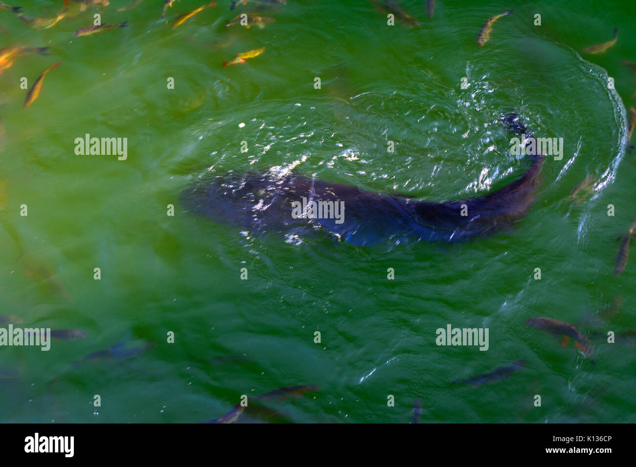 Le poisson-chat et poisson vit dans les étangs d'ide refroidir la centrale nucléaire de Tchernobyl. dead zone radioactive. Conséquences de la catastrophe nucléaire de Tchernobyl, un Banque D'Images