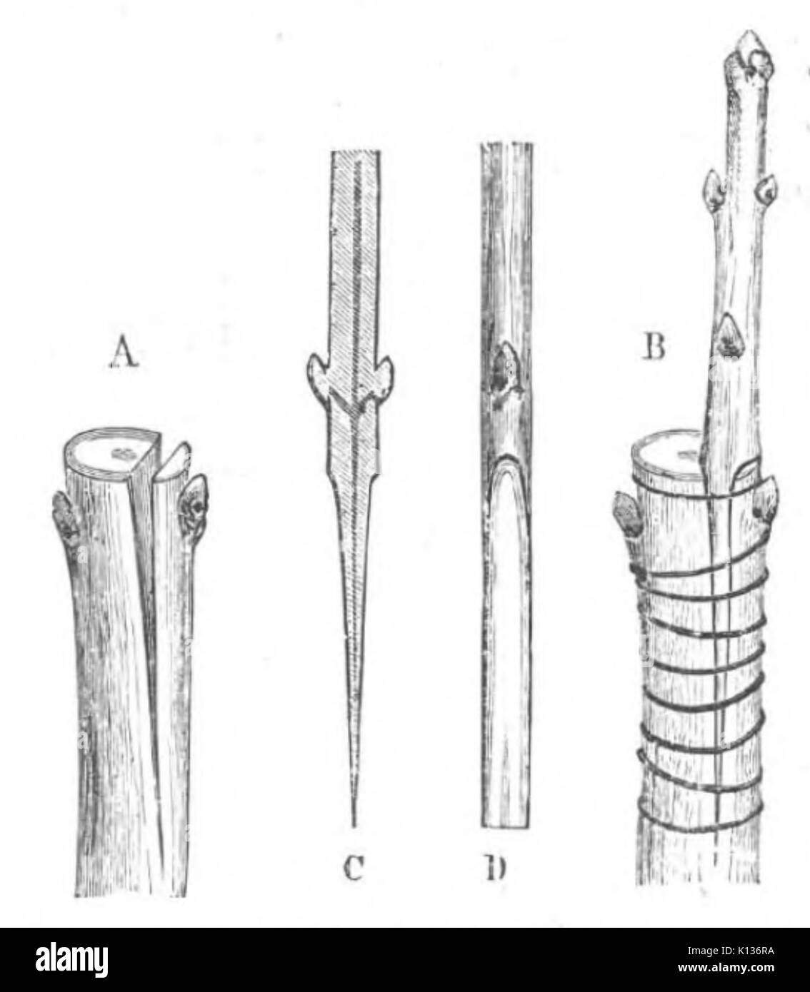 Baltet L'art de greffer fig62 Banque D'Images