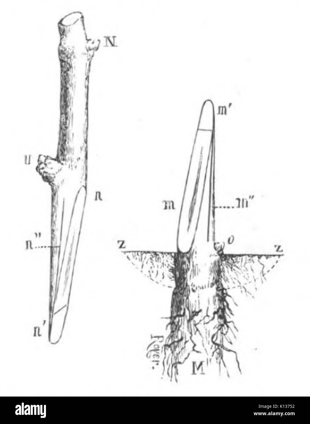 Baltet L'art de greffer fig175 Banque D'Images