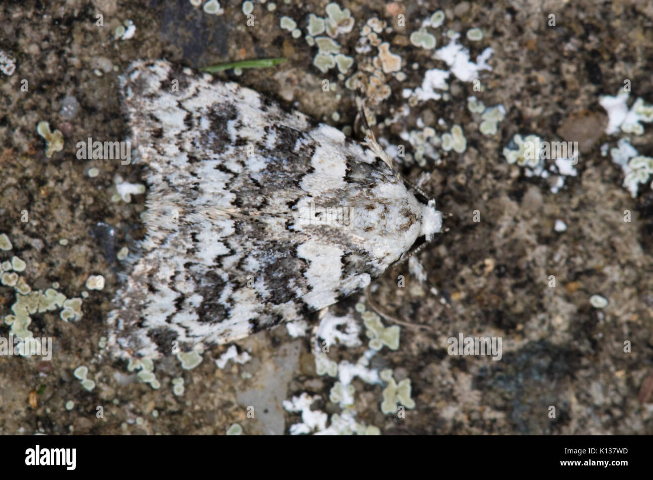 Bien camouflée beauté marbrée (Cryphia domestica) reposant sur un rocher couvert de lichens Banque D'Images