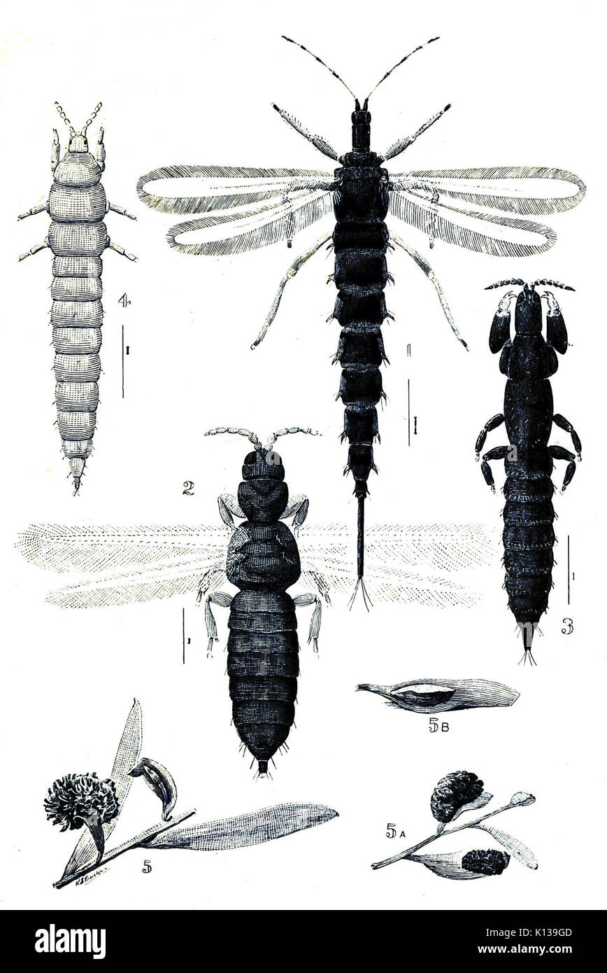 La plaque australienne des insectes (XXXVII) (7268276524) Banque D'Images