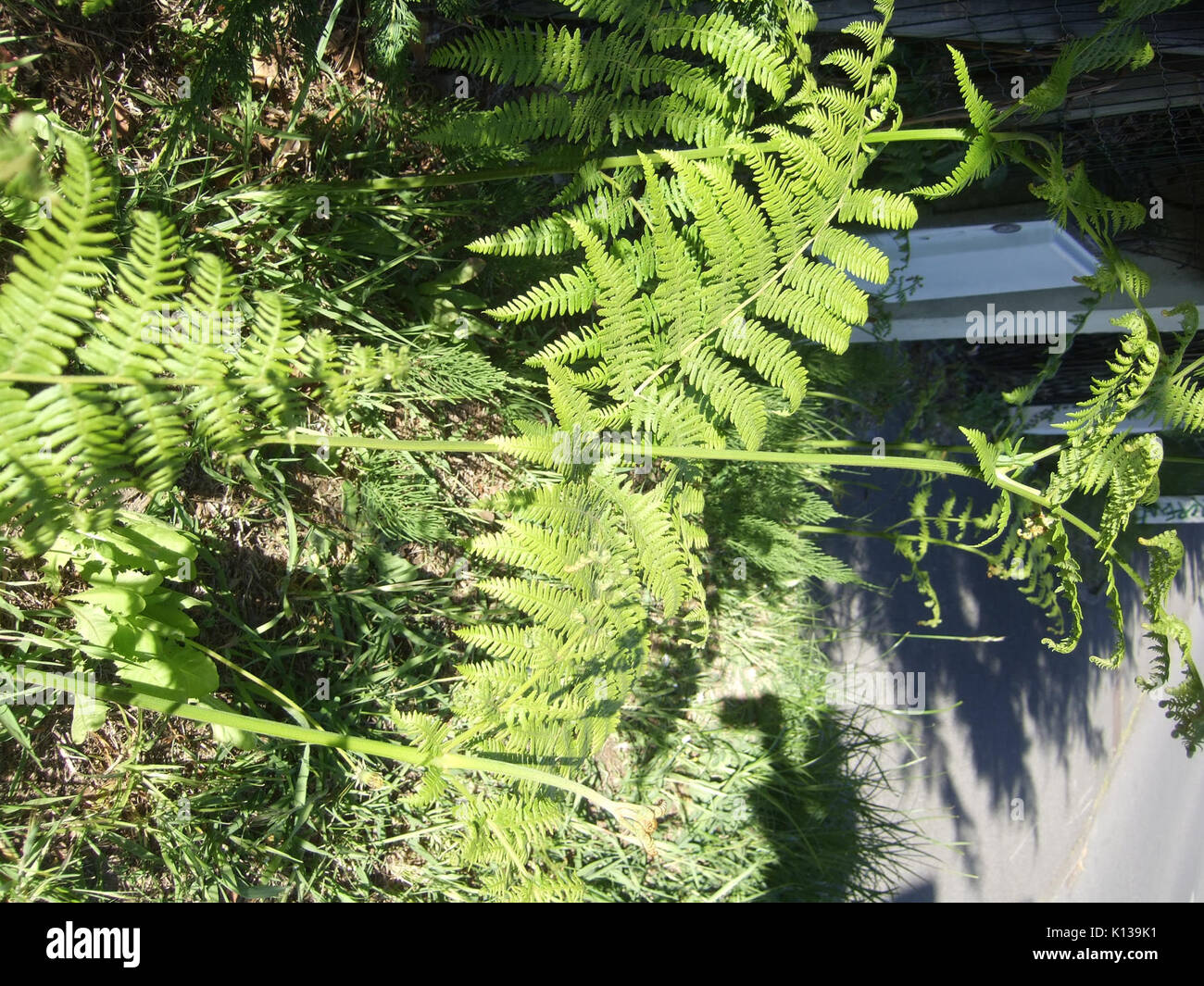 ADSCF0607 Banque D'Images