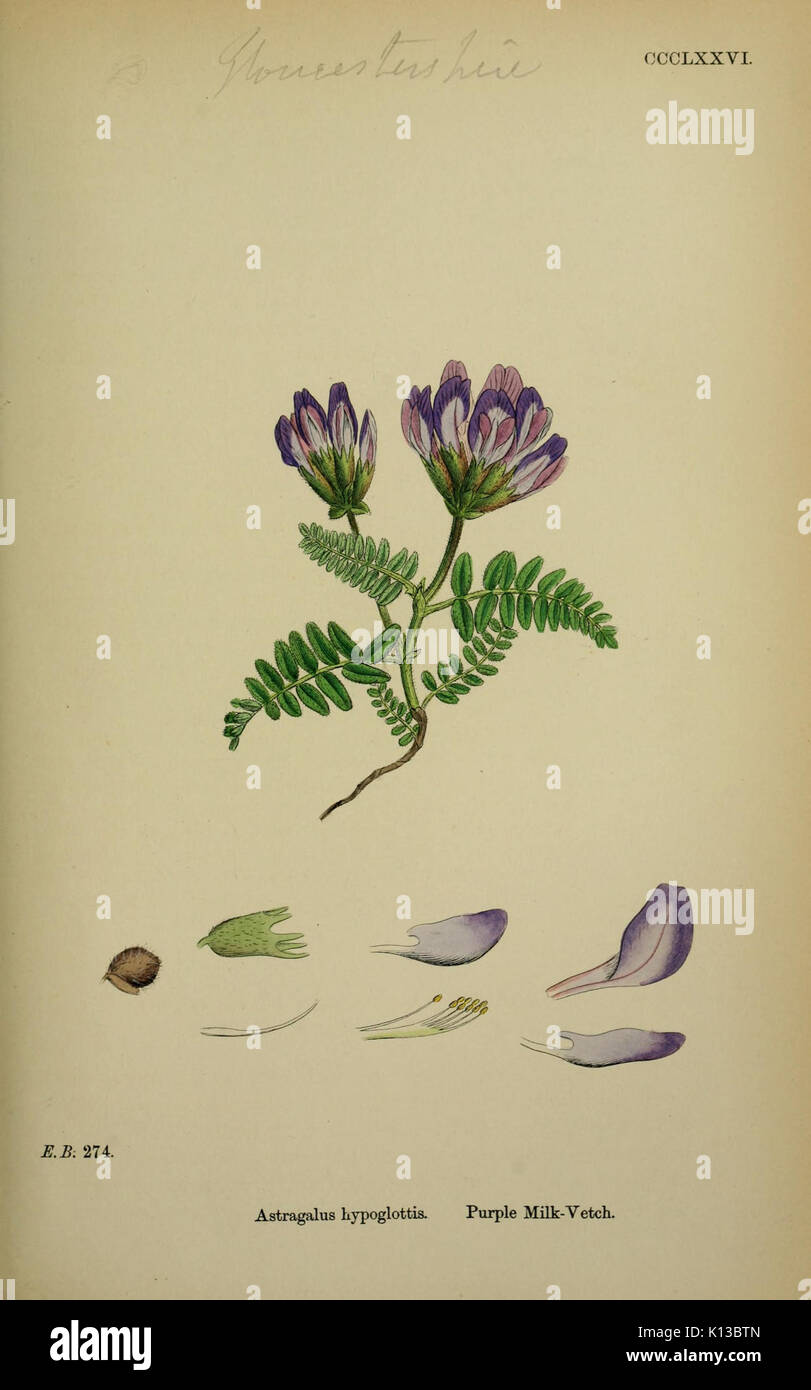 Astragalus hypoglottis English botany, ou des chiffres de couleur, de la plantes tome 3 (ed. 3) t. 376 Banque D'Images