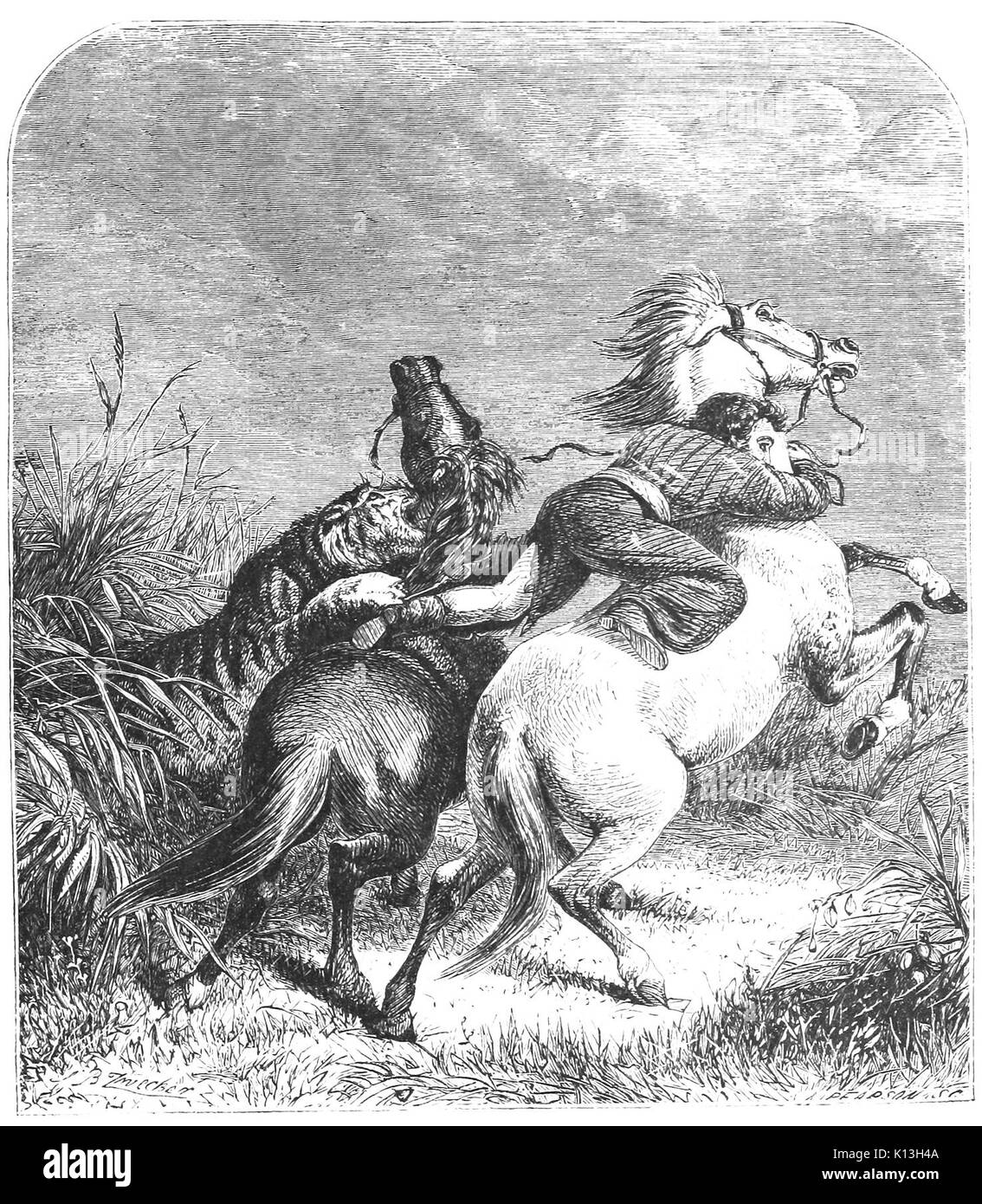 Attaqué par un tigre Banque D'Images