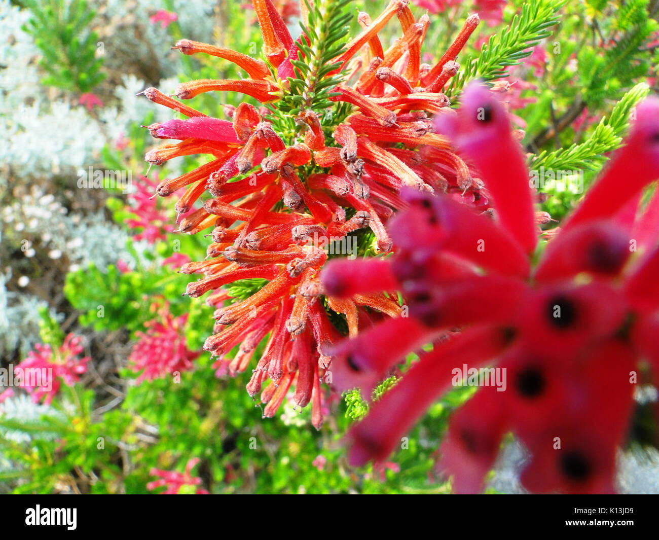 Fleur abstraite Banque D'Images