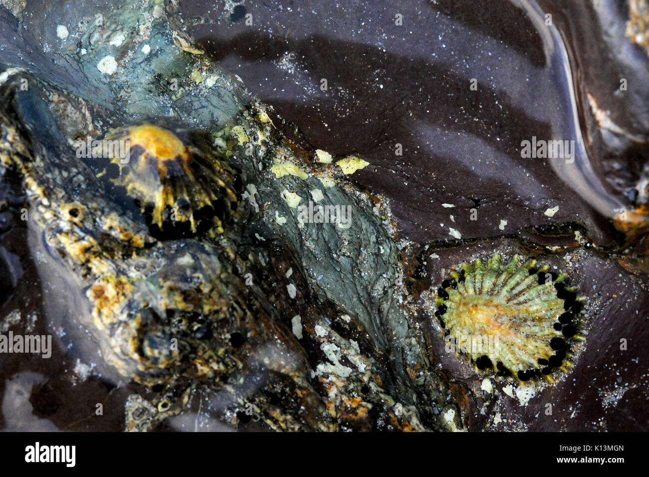 Les belles couleurs et les formes complexes, les modèles et les textures des roches et de la vie marine au-dessous de la surface d'une piscine dans les rochers à Polzeath Bay, Cornwall, Banque D'Images