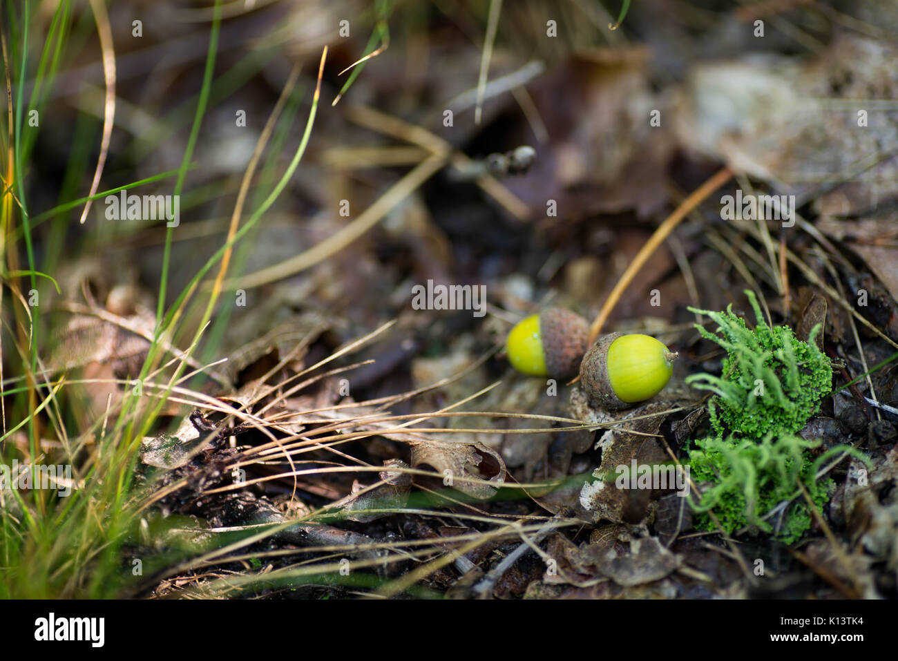 Les glands tombés à Forest focus macro Banque D'Images