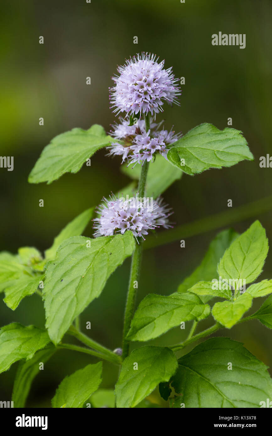 Fleurs Lilas bleu de l'eau parfumé foliaged menthe, Mentha aquatica, une des zones marécageuses de fleurs sauvages au Royaume-Uni et rives écumeuses Banque D'Images