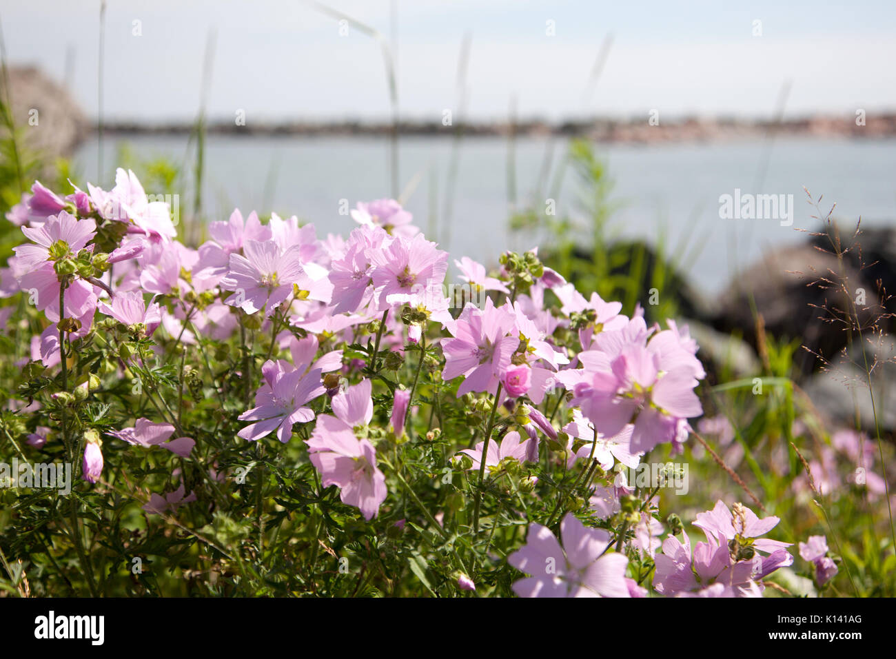 De plus en plus lavande mauve par la mer. Banque D'Images