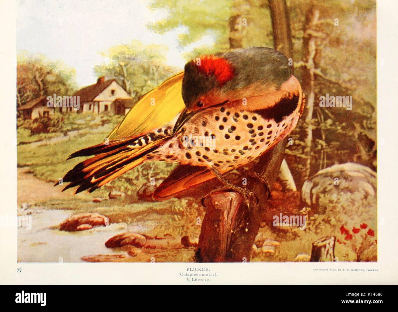 Les oiseaux et la nature en couleurs naturelles (planche 42) (6233796507) Banque D'Images