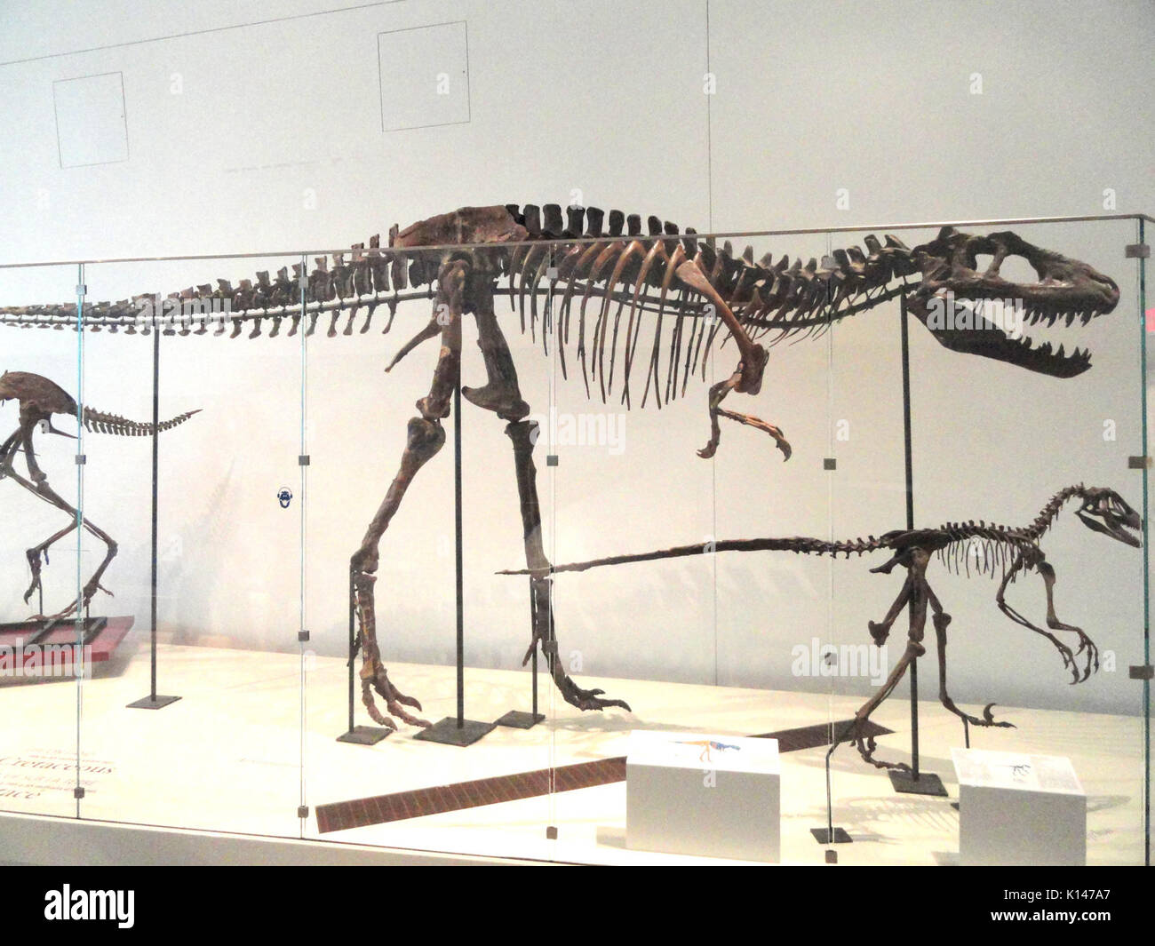 L'Albertosaurus libratus, parc provincial Dinosaur, en Alberta, au Canada, fin du Crétacé Royal Ontario Museum DSC09966 Banque D'Images