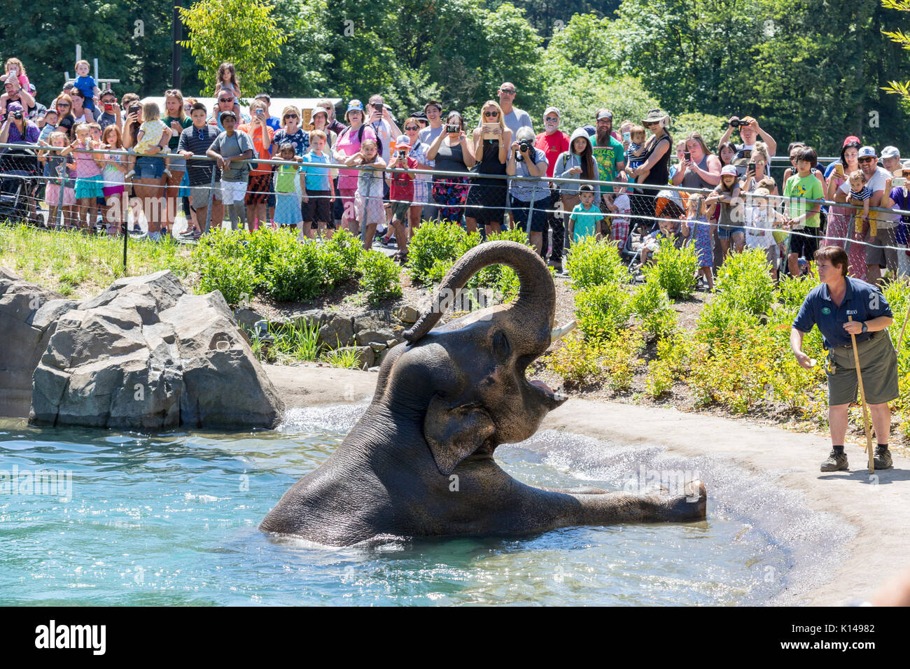 Éléphant dans l'eau du Portland Oregon Zoo Banque D'Images
