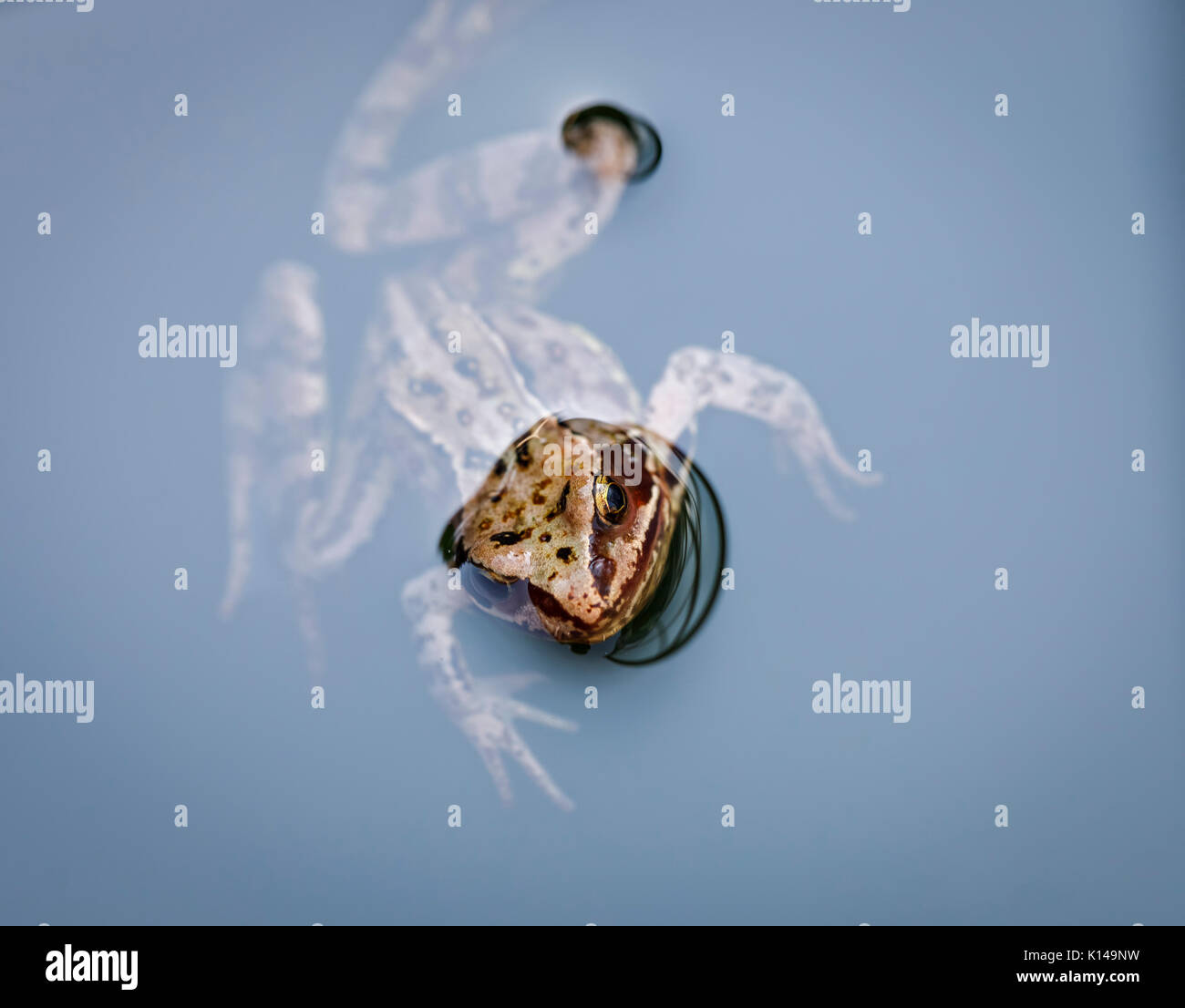 Tête d'un brun commun européen, la grenouille Rana temporaria, natation dans l'eau, Surrey, au sud-est de l'Angleterre, Royaume-Uni, close-up Banque D'Images
