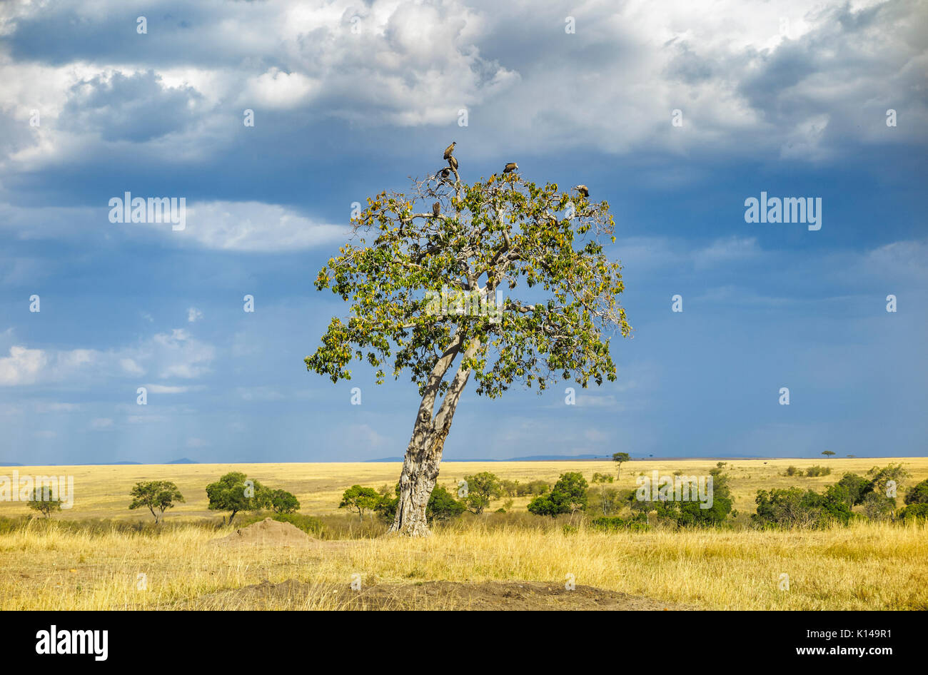 Paysage de prairies de savane dans le Masai Mara, au Kenya avec les vautours se percher dans un arbre contre un ciel nuageux à l'approche de nuages de pluie Banque D'Images