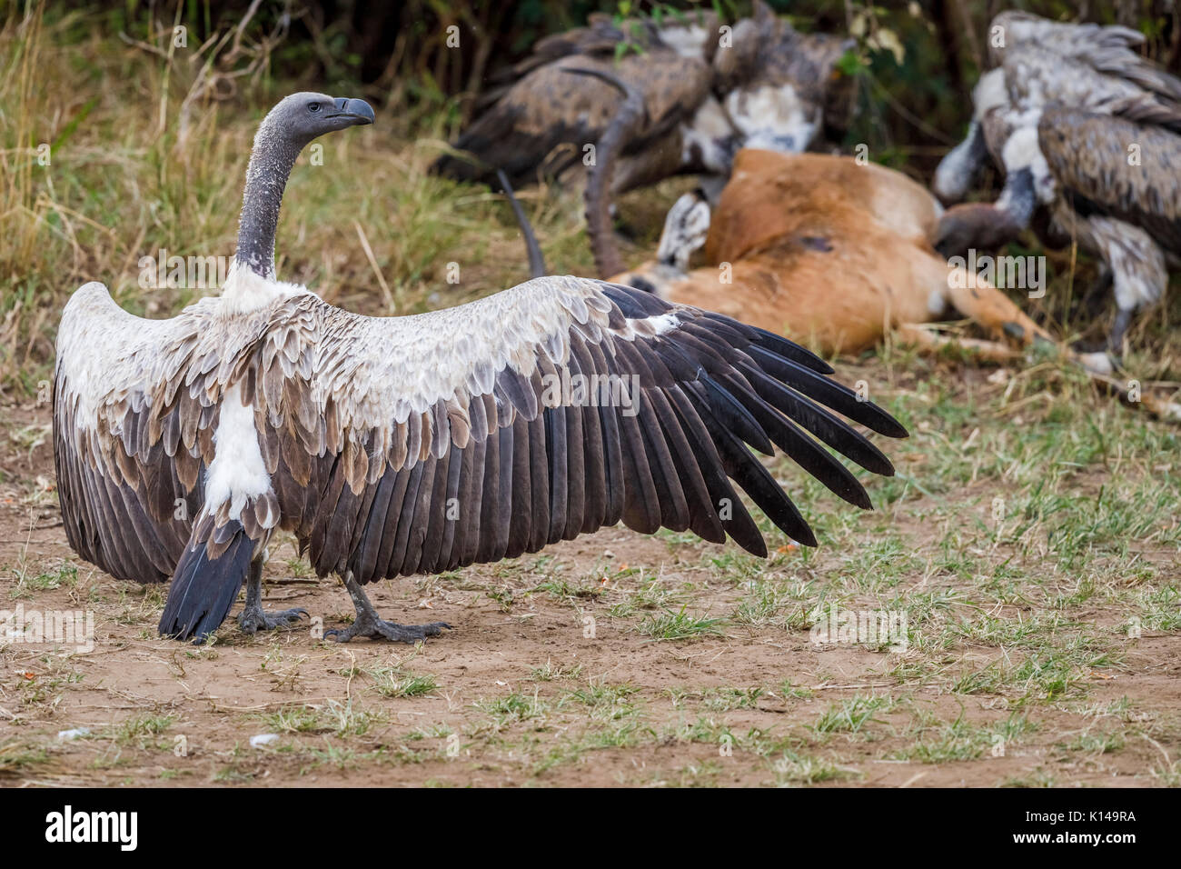 Critique d'extinction Vautour africain (Gyps africanus) aux ailes déployées, débarqué à la fête sur une carcasse, Masai Mara, Kenya Banque D'Images