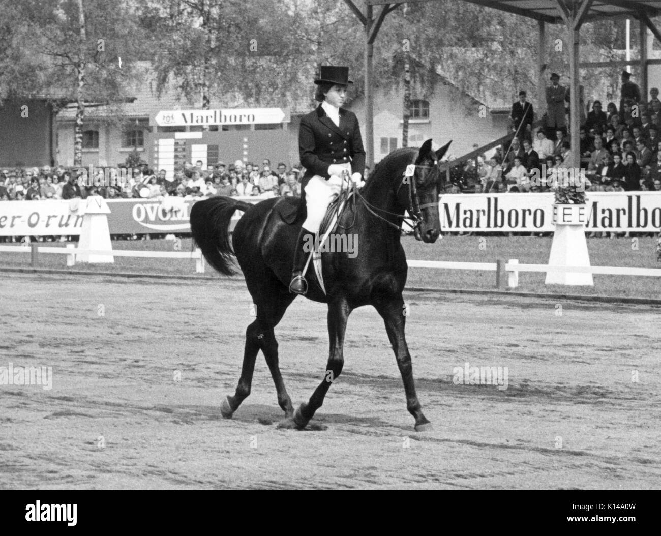 Elena Petouchkova de Russie, ont remporté la médaille d'argent dans les Jeux Olympiques de 1972 à Munich, ce cheval équitation Pepel Banque D'Images