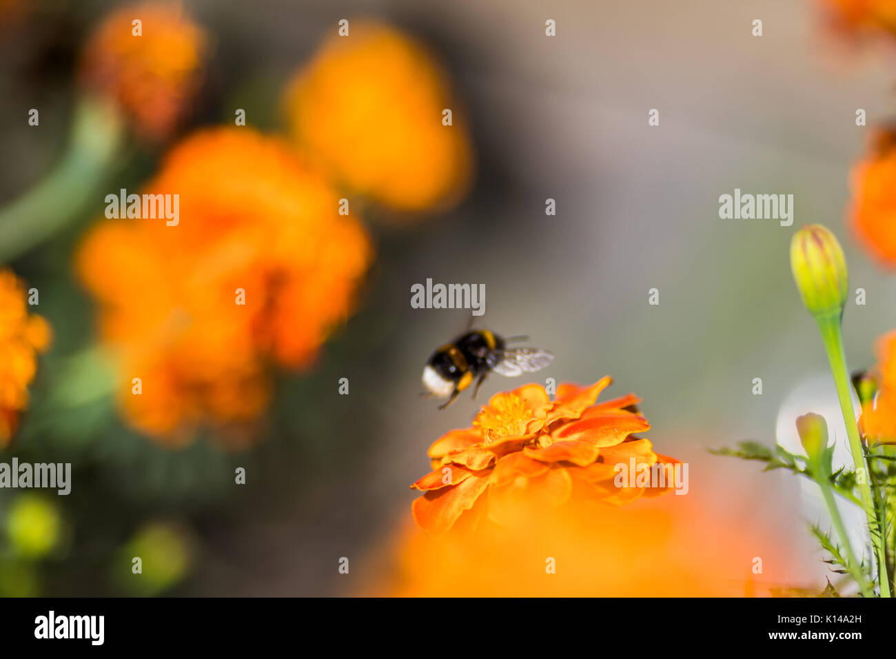 Bumblebee flower pollinisateurs tagetes close up. belle nature floral background de jaune et orange fleurs marigold et Bombus avec focu Banque D'Images
