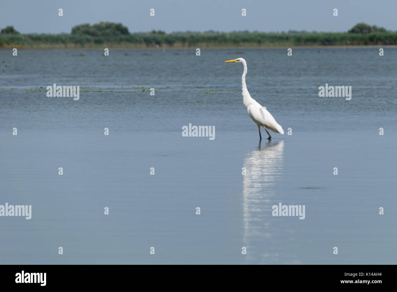 Big Snowy egret debout dans l'eau Banque D'Images