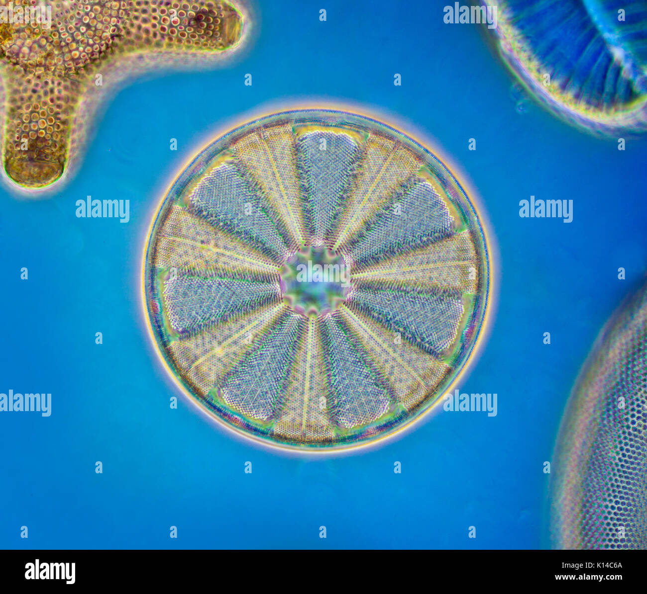Photomicrographie de diatomées, discus Banque D'Images
