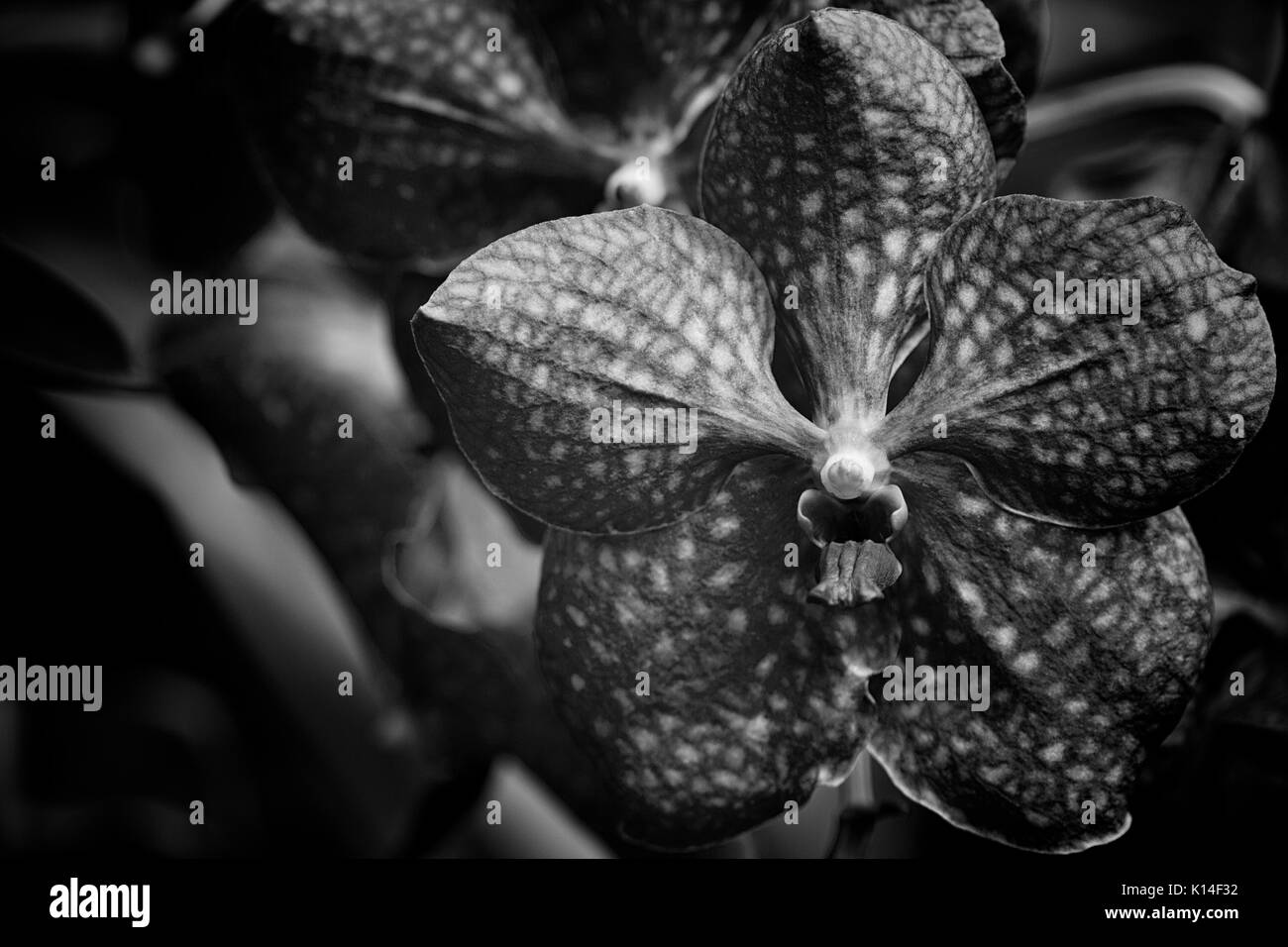 Une grande orchidée pourpre (Vanda coerulea) Banque D'Images