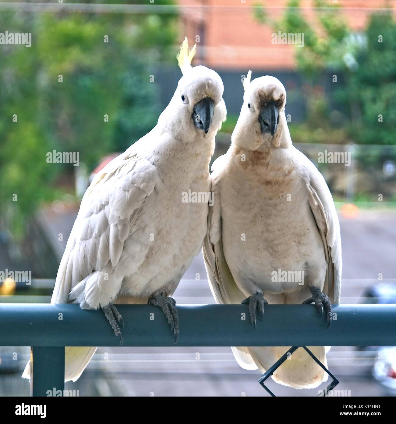 Deux cacatoès à huppe soufre australienne amoureuse flirter close-up marche sur un balcon rampe avec leurs emblèmes sur l'affichage. (Séries de photos). Gosford, 'N Banque D'Images