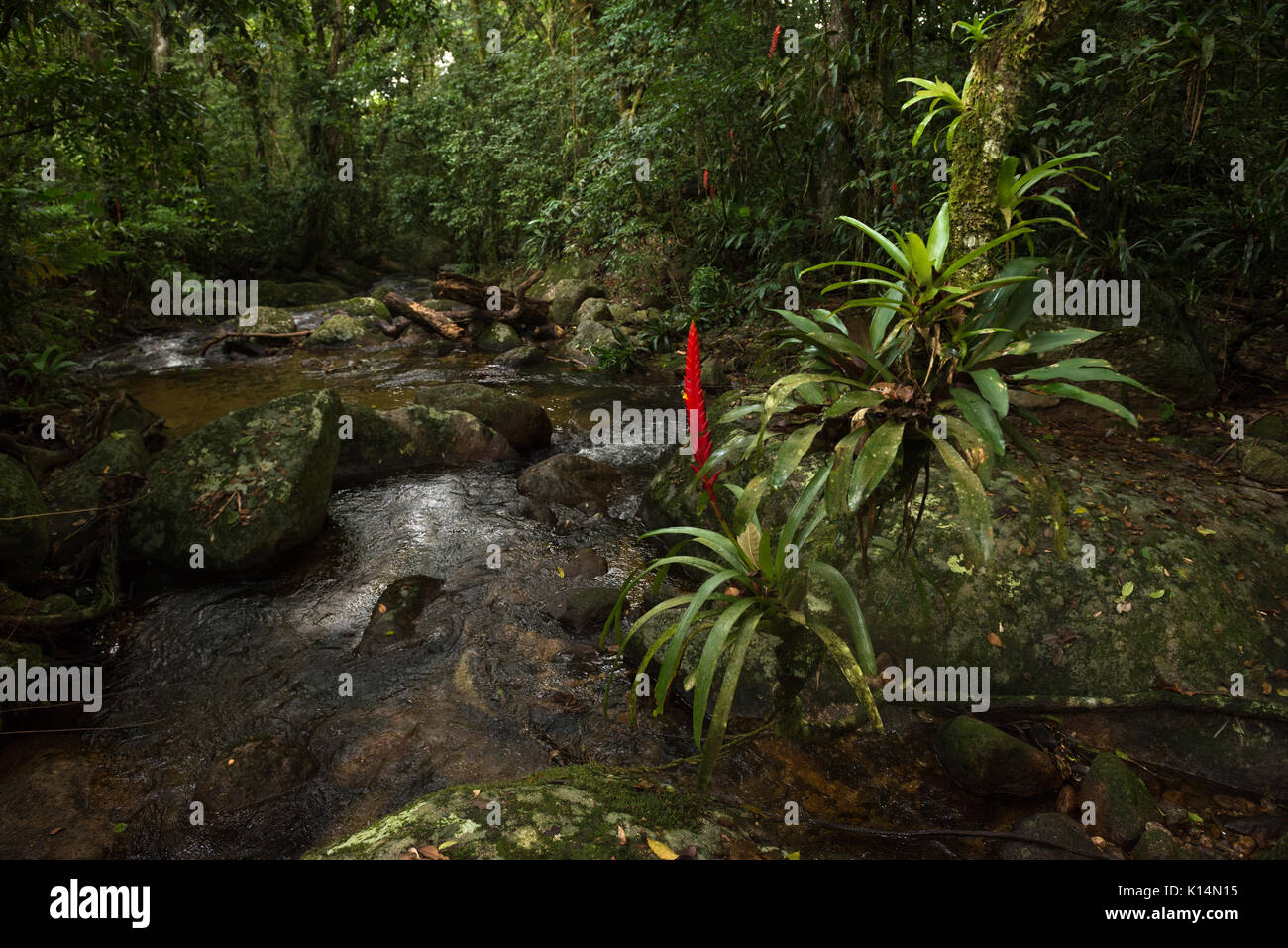 Une floraison de broméliacées la forêt tropicale atlantique du Brésil SE Banque D'Images