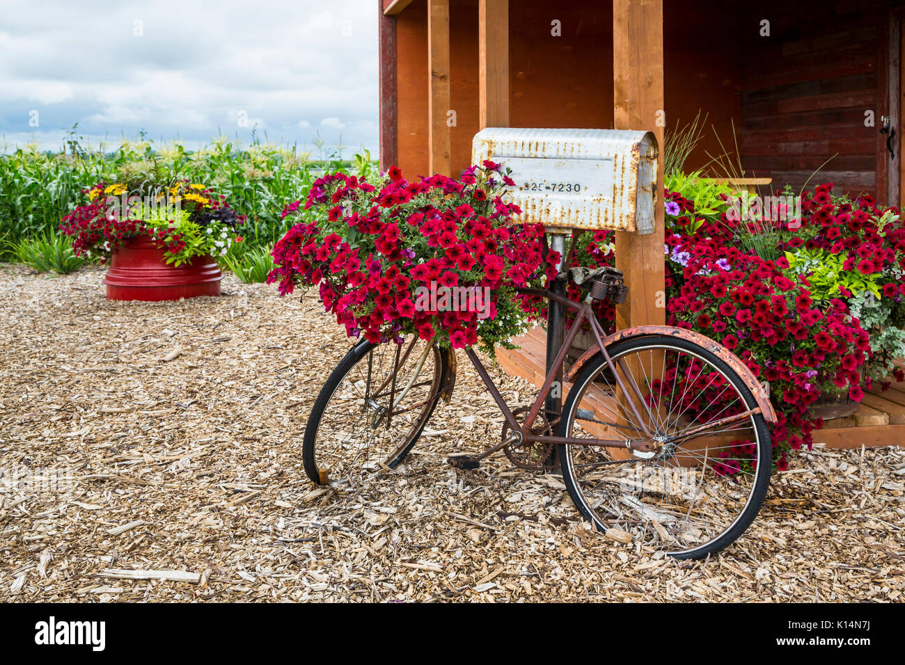 L'exposition de Patch Pioneer Parkside un vieux vélo et une boîte aux lettres avec des fleurs à Winkler, au Manitoba, Canada. Banque D'Images