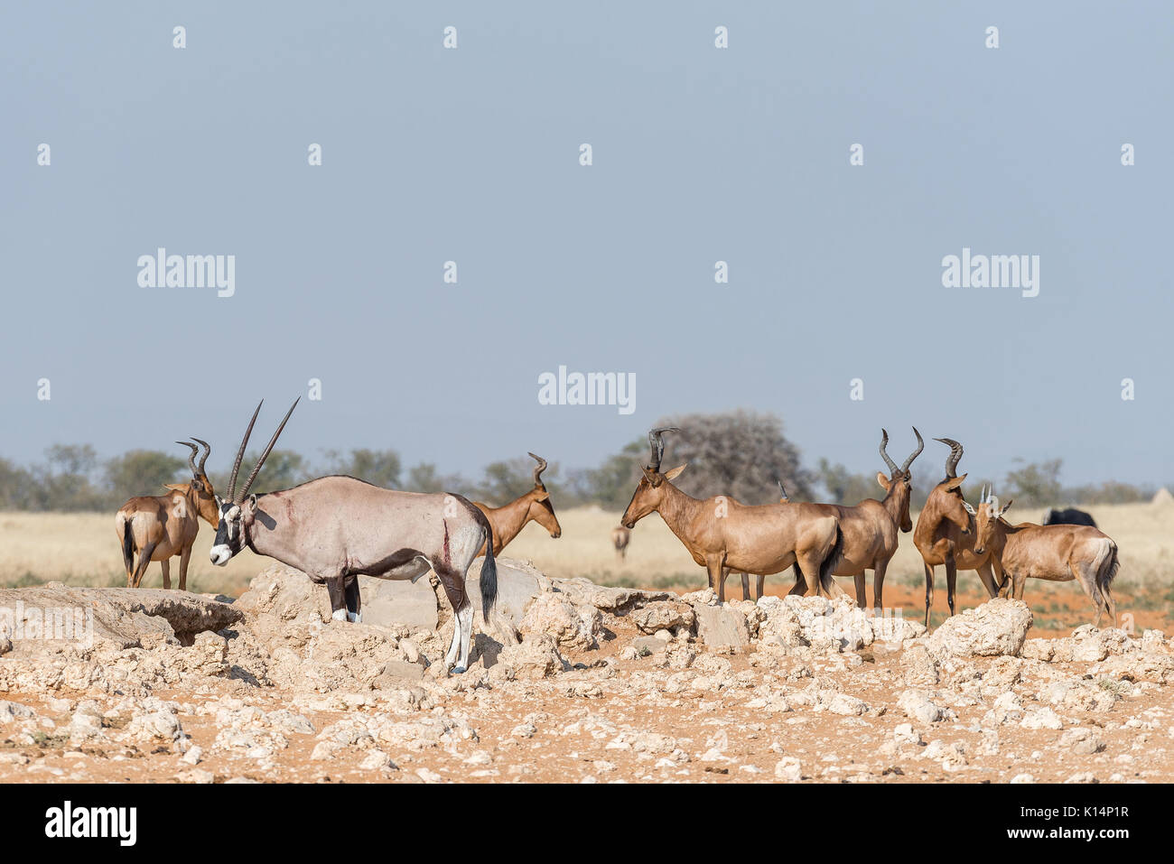 Un Oryx, Oryx gazella, avec blessures visibles et bubale Alcelaphus buselaphus rouge, caama, à un étang dans le Nord de la Namibie Banque D'Images