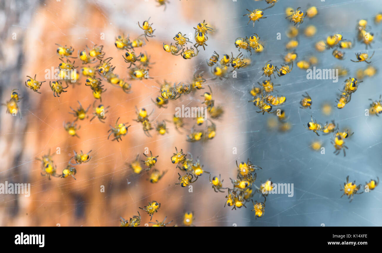 Close Up D Un Lot De Petit Bebe Araignees Dans Une Toile D Araignee Photo Stock Alamy