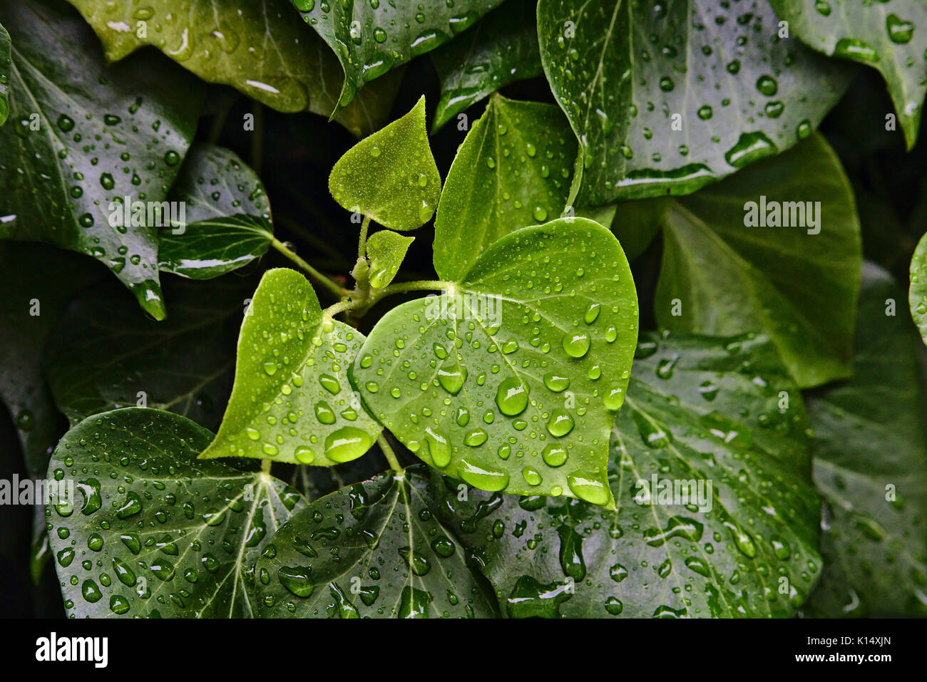 Gouttes de pluie sur les feuilles vert foncé et brillant Banque D'Images