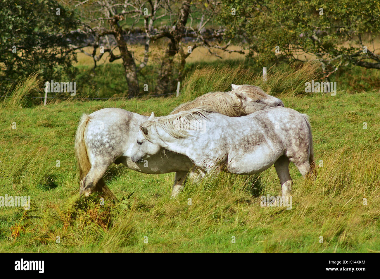 Deux chevaux gris pommelé sur un vert Pâturage caressant affectueusement Banque D'Images