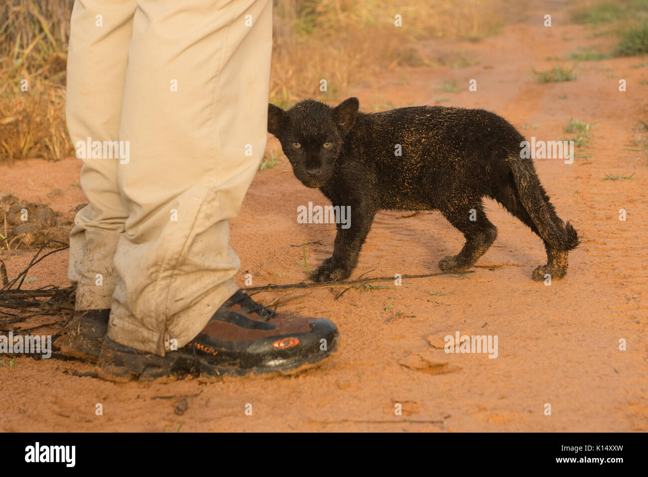 Bebe Jaguar Noir Qui Est Ne A L Instituto Onca Pintada Photo Stock Alamy