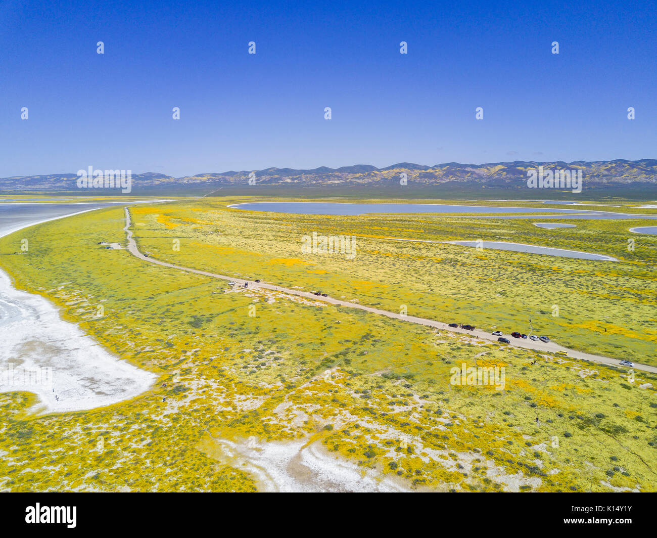 Vue aérienne de la belle fleur jaune goldifelds avec Soda Lake à Carrizo Plain National Monument (Californie), États-Unis Banque D'Images