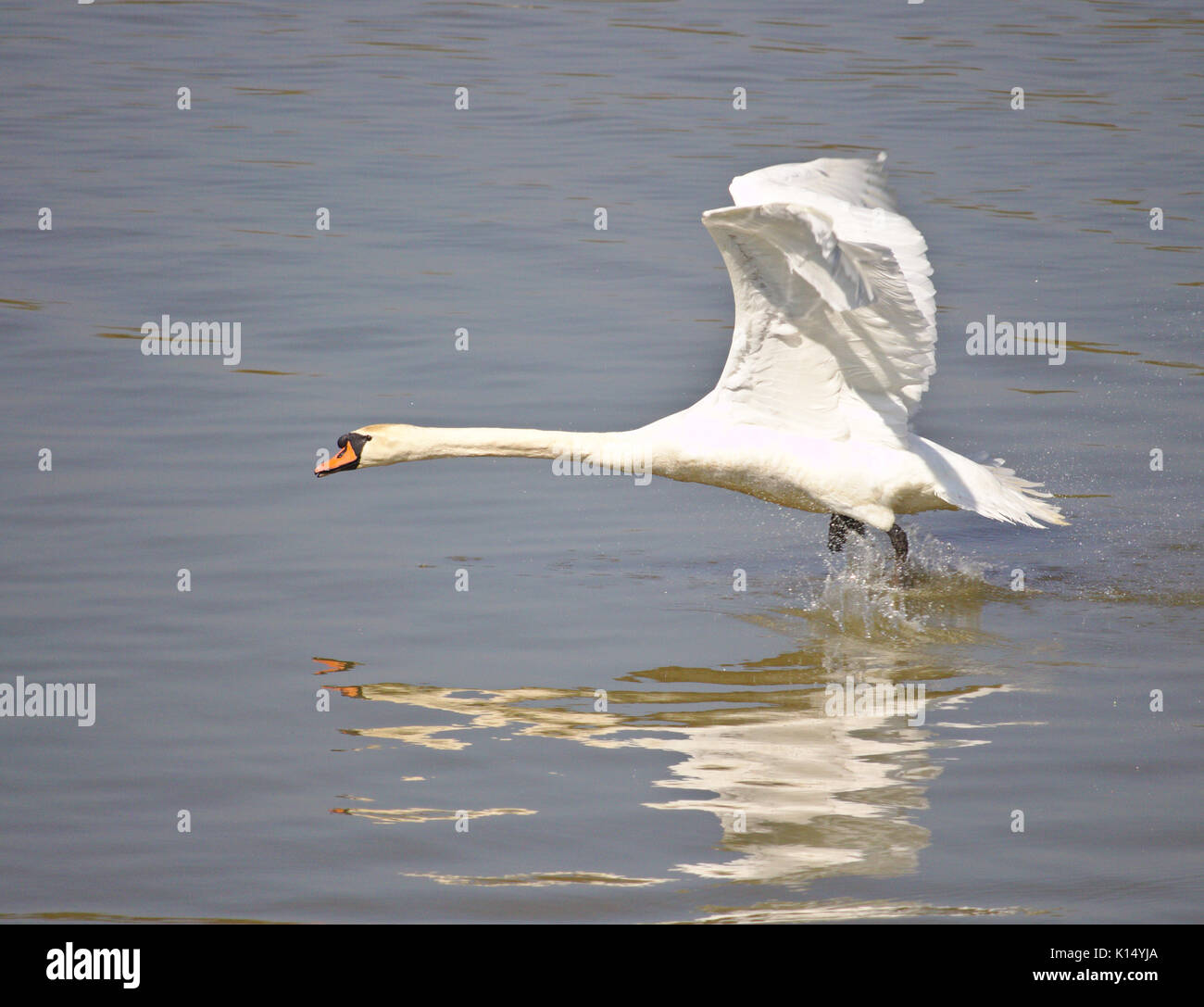 Cygne muet qui décolle du lac Banque D'Images