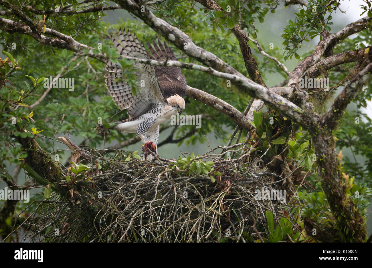 Des immatures Hawk-Eagle (Spizaetus ornatus) à son nid Banque D'Images