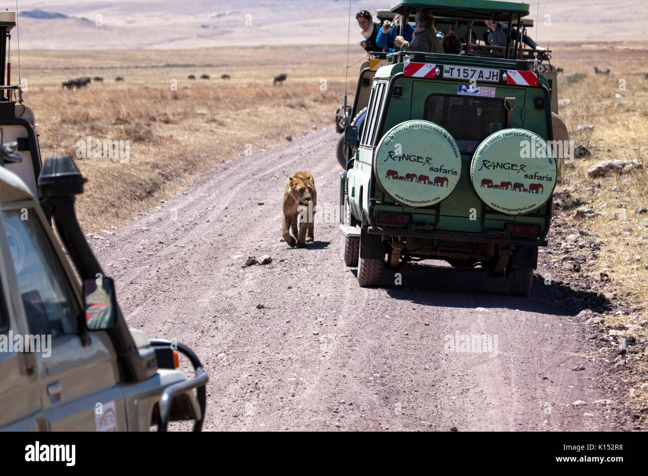 Tour de jeeps en faisant une pause à côté d'un lac dans le cratère du Ngorongoro, en Tanzanie, en Afrique. Banque D'Images