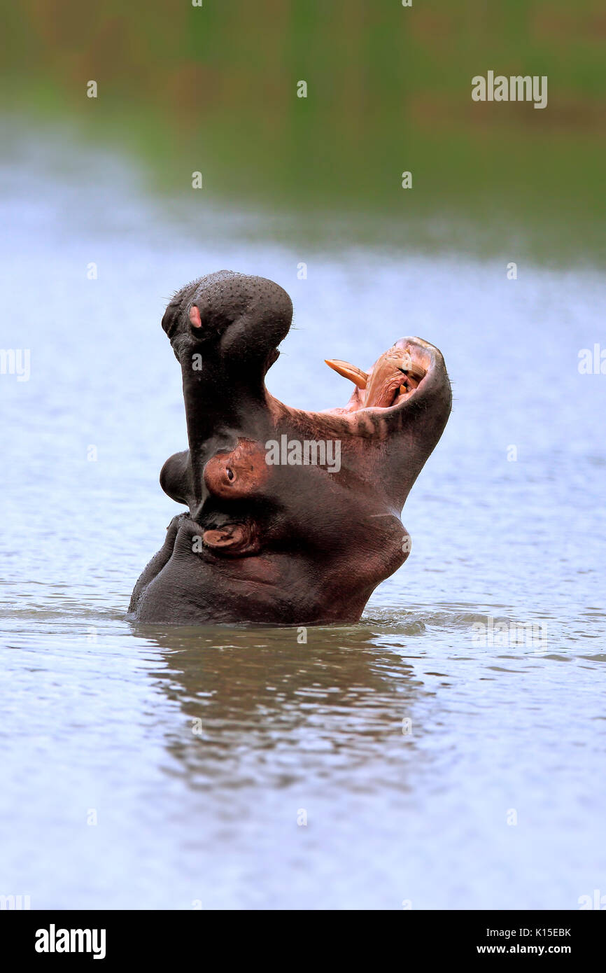 Hippo (Hippopatamus amphibius), adulte, dans l'eau, menaçant, bâillements, portrait, Saint Lucia Estuary, Parc Isimangaliso Wetland Park Banque D'Images
