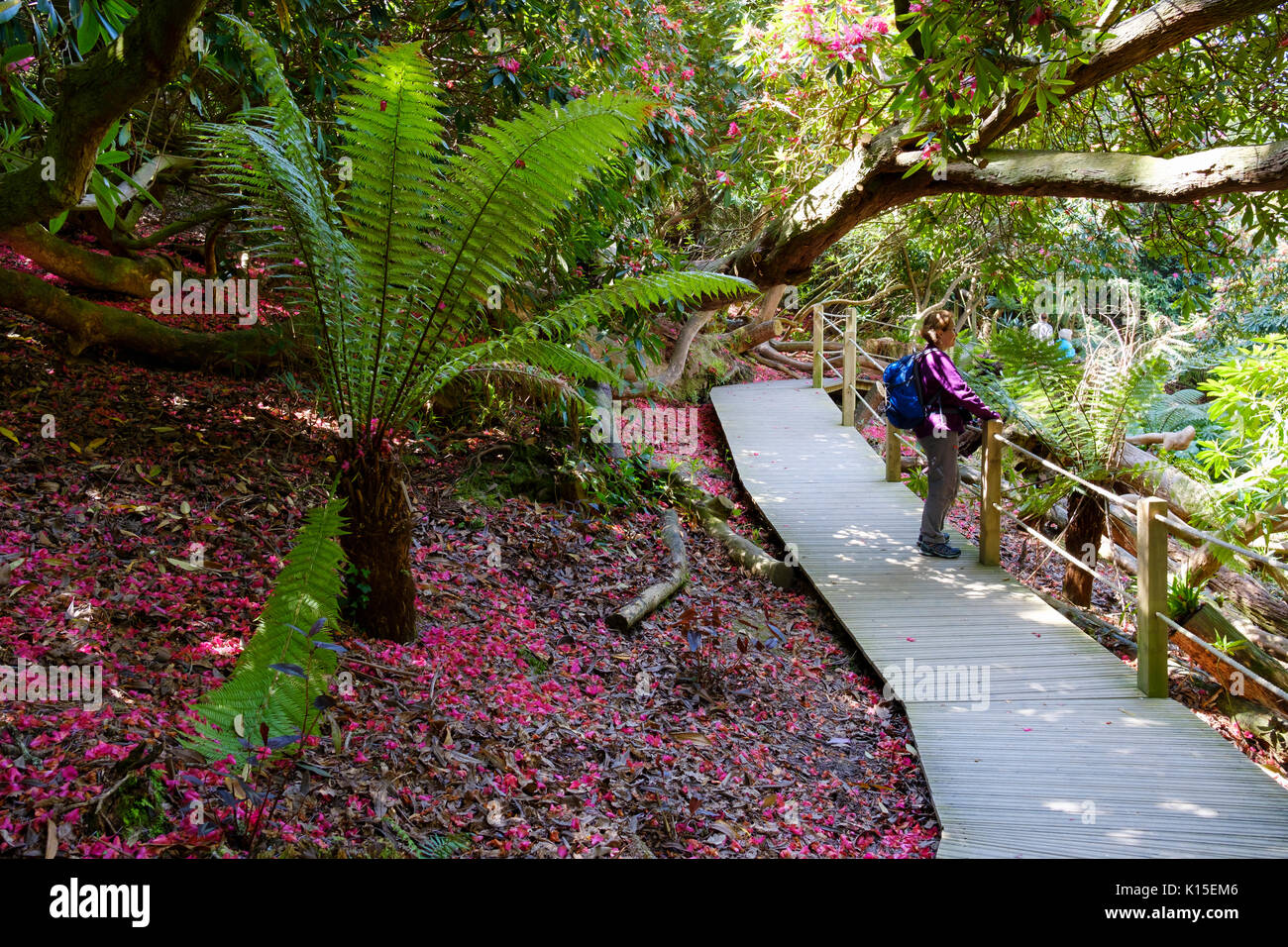 Fougère arborescente et pétales de Rhododendron sur le sol, les jardins perdus de Heligan, près de St Austell, Cornwall, Angleterre, Royaume-Uni Banque D'Images