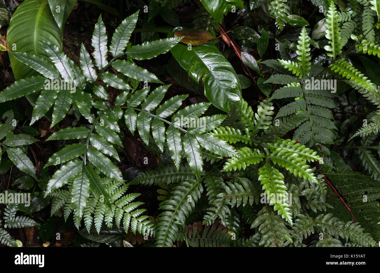 Fougères poussant sur les divers sous-bois de la Forêt Tropicale Atlantique Banque D'Images