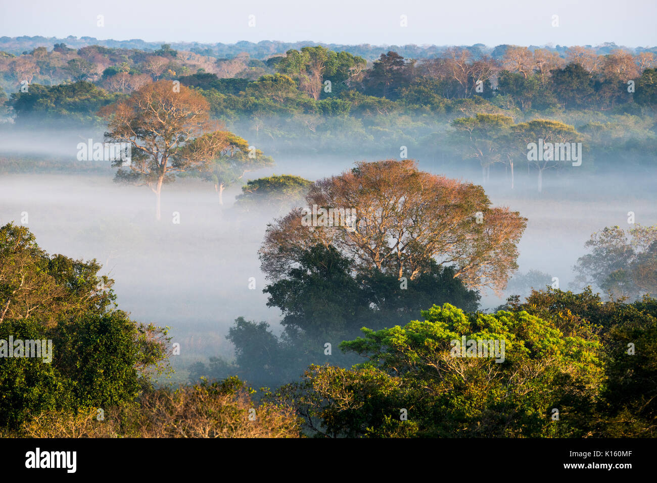 Matin brouillard à une forêt en Amérique du Pantanal Banque D'Images