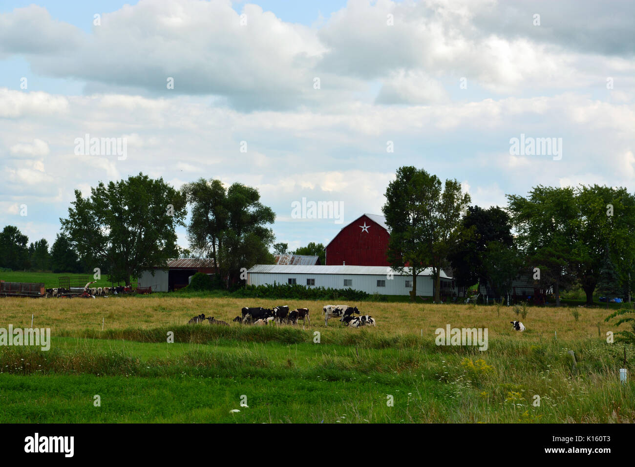 Les vaches paissent dans un champ sur une ferme laitière dans le nord-est du Wisconsin petite ville du Danemark. Banque D'Images