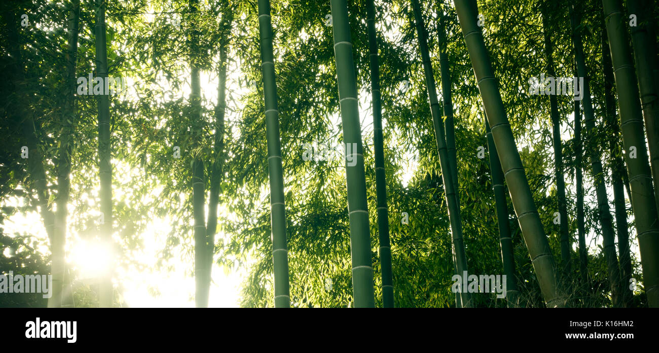 Forêt de bambou avec la lumière du soleil du matin Banque D'Images