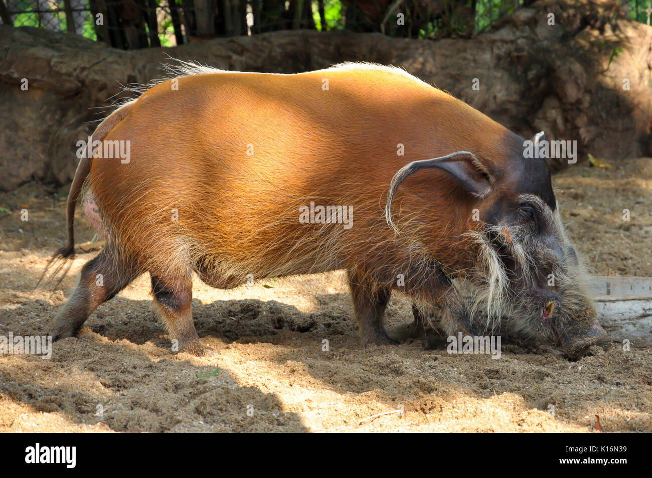 Les porcs de la rivière Rouge vivront dans une variété d'habitats tant qu'il y a une végétation dense Banque D'Images