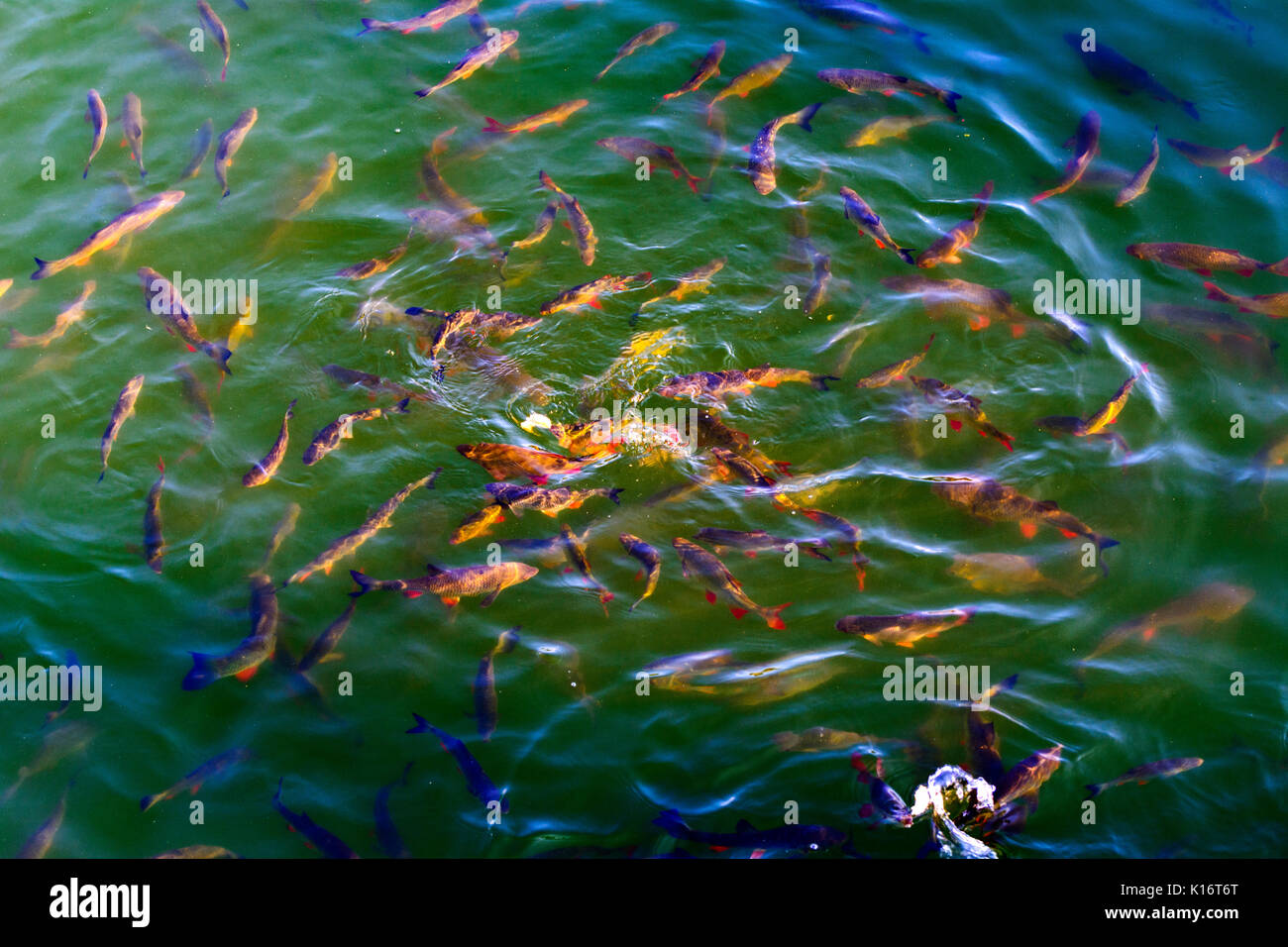 Le poisson-chat et poisson vit dans les étangs d'ide refroidir la centrale nucléaire de Tchernobyl. Dead zone radioactive. Conséquences de la catastrophe nucléaire de Tchernobyl, un Banque D'Images