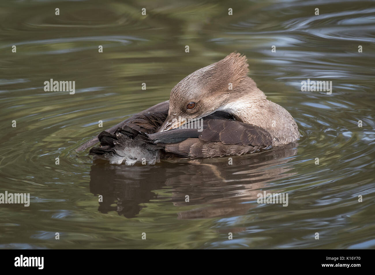 Close up of a female harle couronné sur le lissage de l'eau Banque D'Images