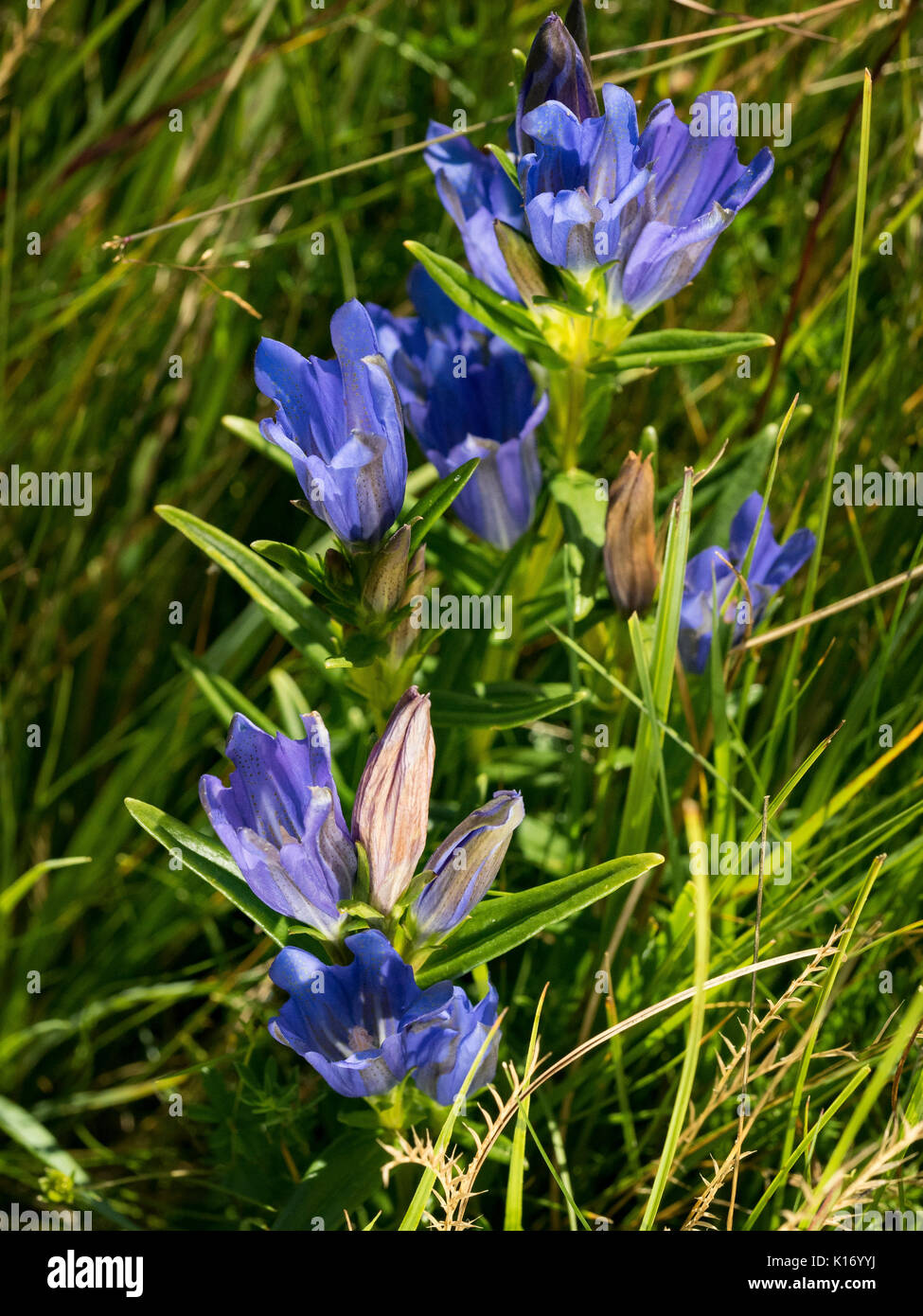 Gentiana pneumonanthe sur place Banque D'Images