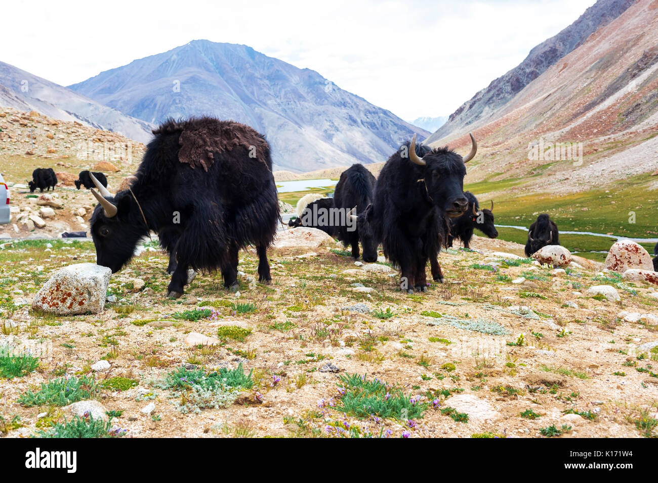 Les yacks avec paysage naturel à Leh Ladakh, Jammu-et-Cachemire, l'Inde Banque D'Images